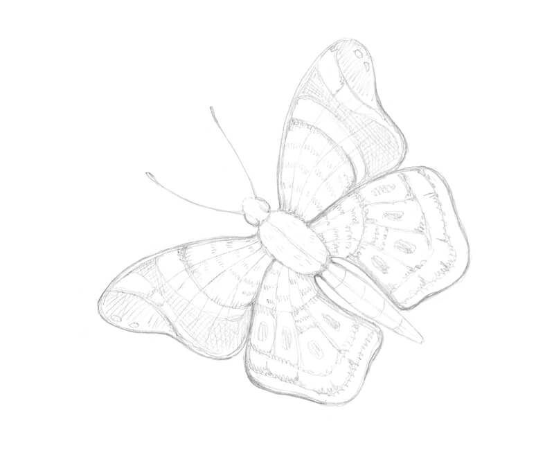 pillangó rajzolása ceruzával