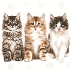 Decoupage szalvéták Three Beautiful Cats - 1 db
