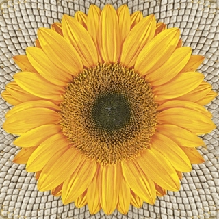 Decoupage szalvéták Sunflower on Seeds - 1db