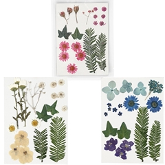 Préselt virágok és levelek / különféle változatok